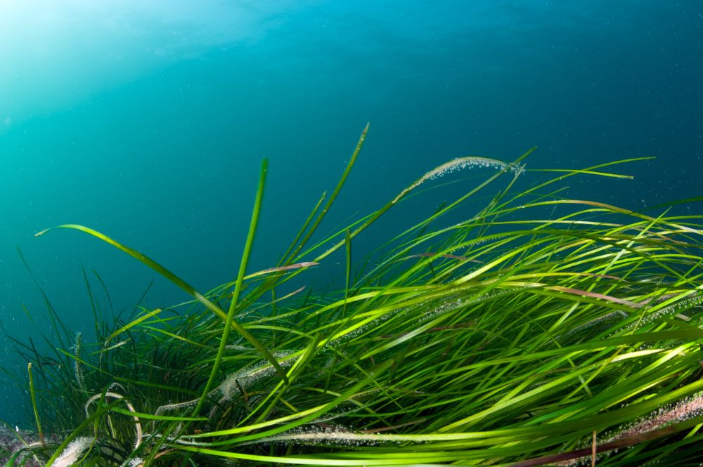 podvodne filtracne rastliny
